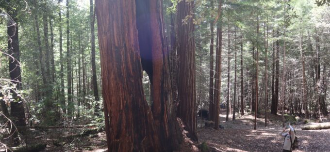 man looking up at massive redwood