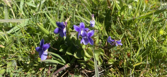 Photo of the early-blue violet wildflowers