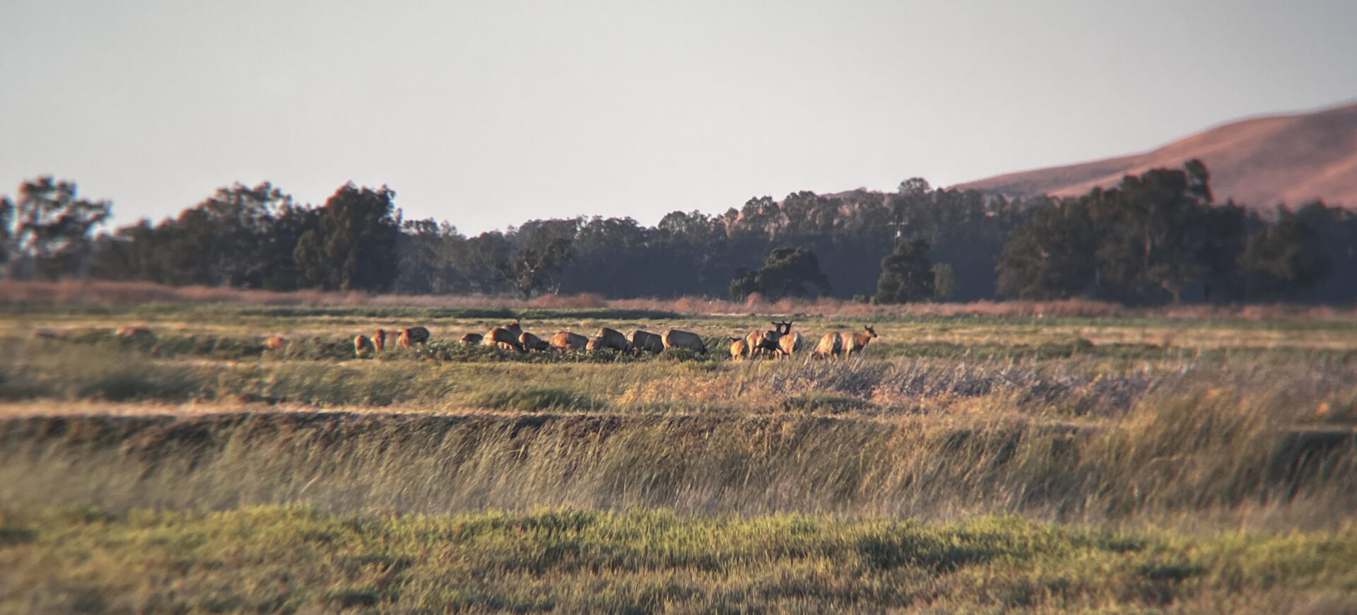 Mike Heine photo of an elk herd